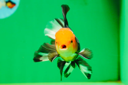 [SINGLE] Tricolor Oranda Male 4.5-5 inches #080825SO_09