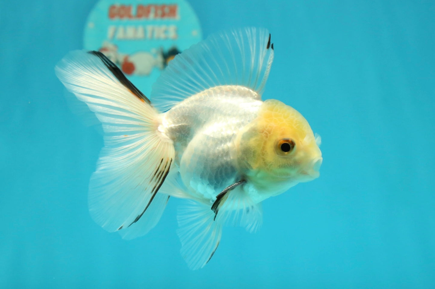 [SINGLE] White Oranda Male 4-4.5  inches #112924SO_13