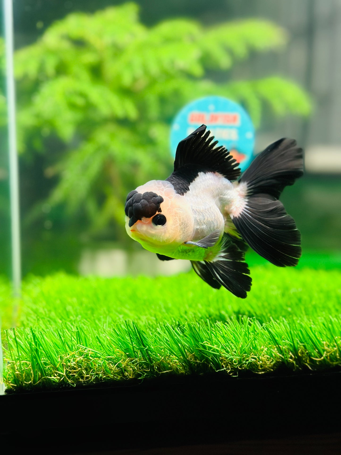 [SINGLE] Panda Oranda Male size 4.5 inches #111524SO_19