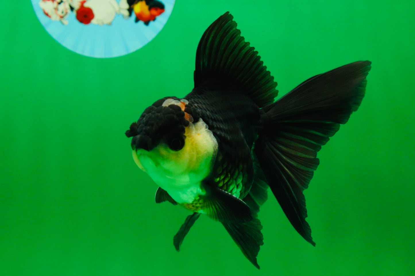 [SINGLE] Panda Oranda Male 4.5-5 inches #082225SO_06