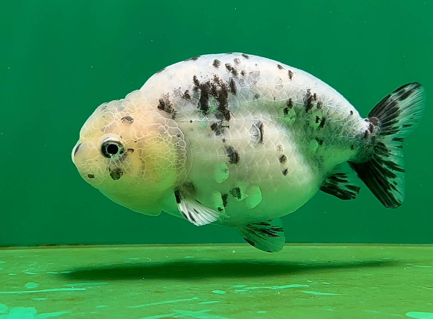 [SINGLE] Pepper Lionchu Female 4.5 inches #062725SL_03