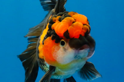 [SINGLE] Tricolor Oranda Male 4.5 inches #040326SO_09