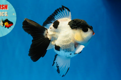 [SINGLE] Tricolor Oranda Female 4-4.5 inches #041026SO_05