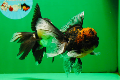 [COUPLE] Tiger Male & Panda Female Oranda 4.5 inches #101025CO_06