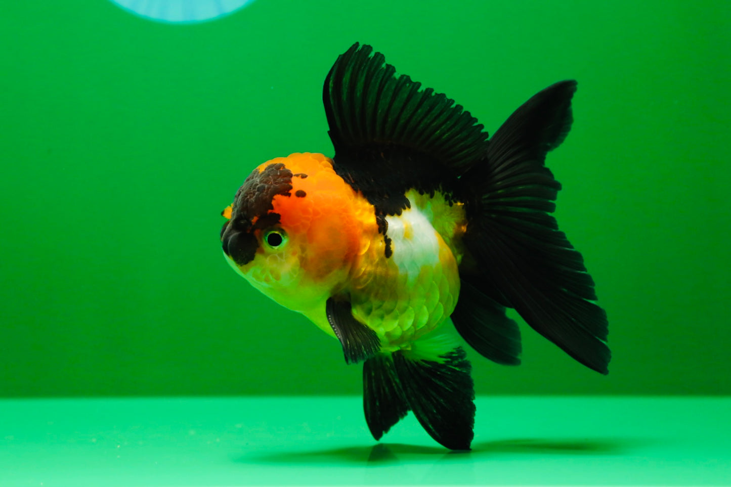 [SINGLE] Tricolor Oranda Female 4 inches #020725SO_11