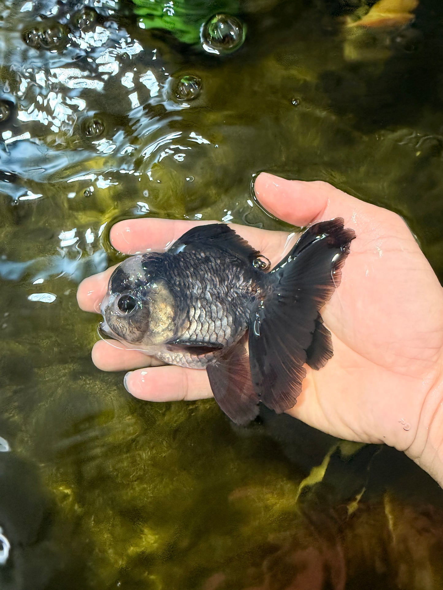 [SINGLE] Panda Oranda Male 4-4.5 inches #040326SO_06