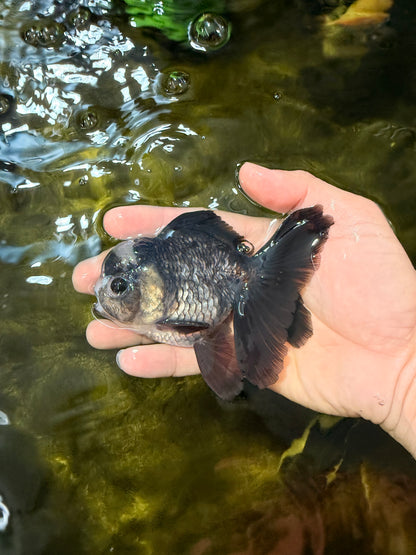[SINGLE] Panda Oranda Male 4-4.5 inches #040326SO_06