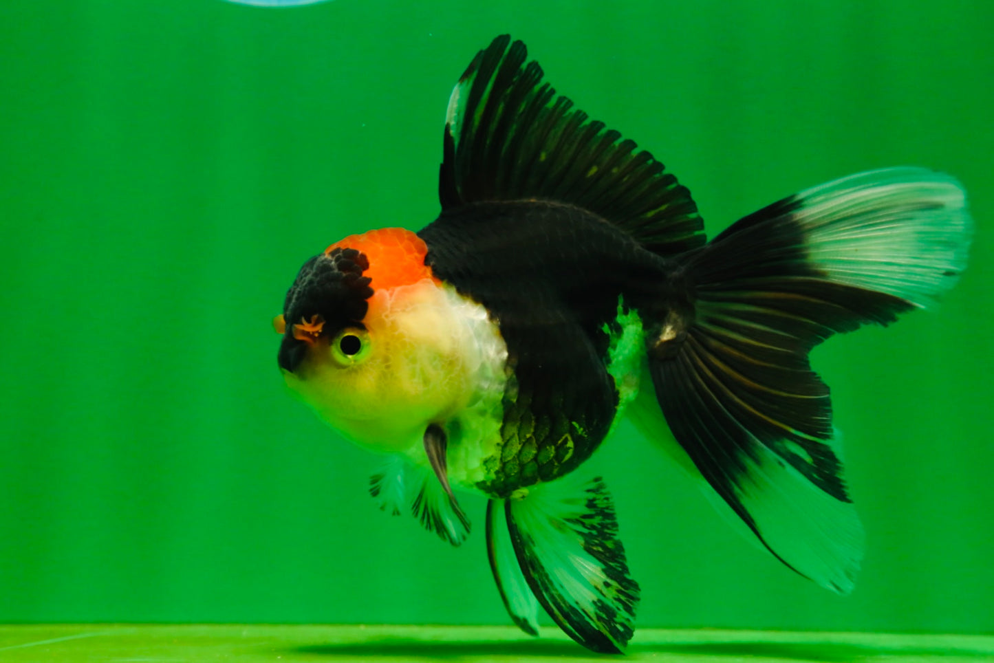 [SINGLE] Tricolor Oranda Female 4.5 inches #080825SO_01