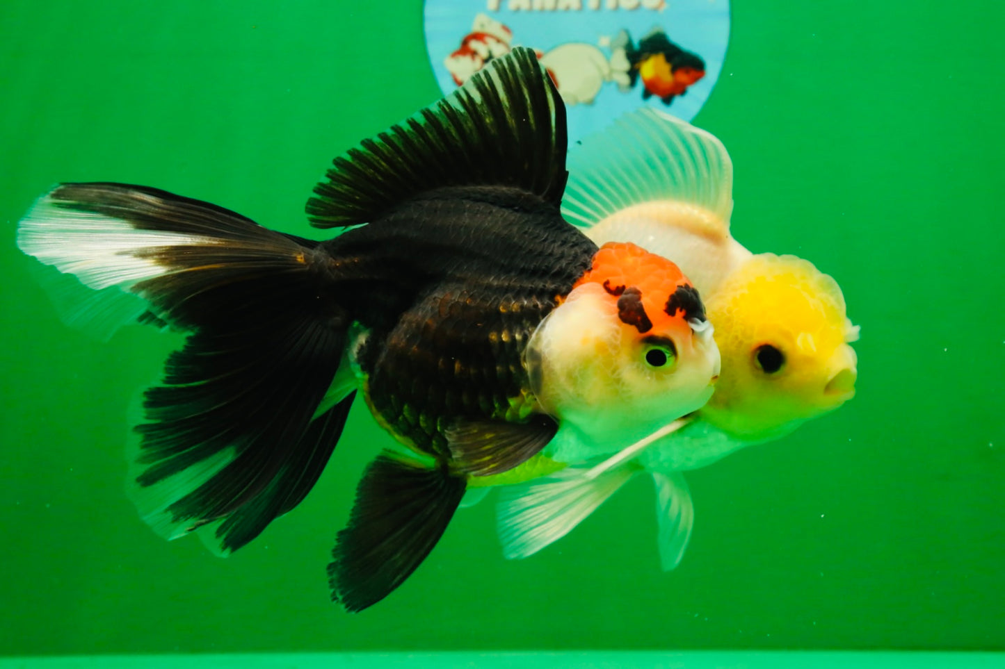 [COUPLE] Lemonhead Male & Tricolor  Female 4.5-5 inches #091925CO_04
