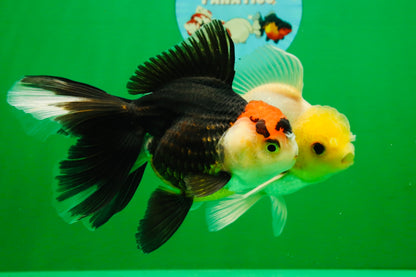 [COUPLE] Lemonhead Male & Tricolor  Female 4.5-5 inches #091925CO_04