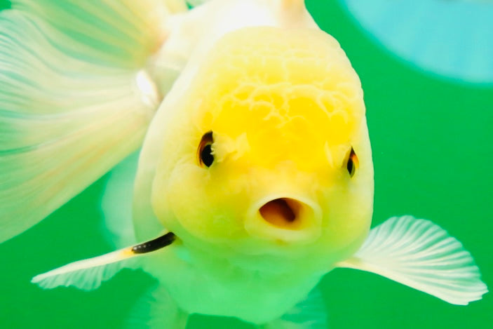[SINGLE] White Male Oranda 5 inches #080125SO_05
