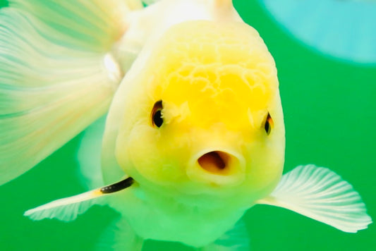 [SINGLE] White Male Oranda 5 inches #080125SO_05