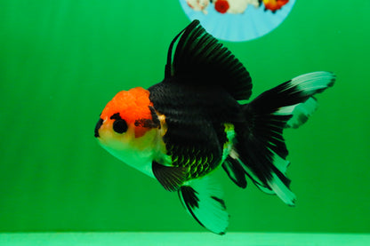 [SINGLE] Tricolor Button Eyes Oranda Female 5 inches #081525SO_12