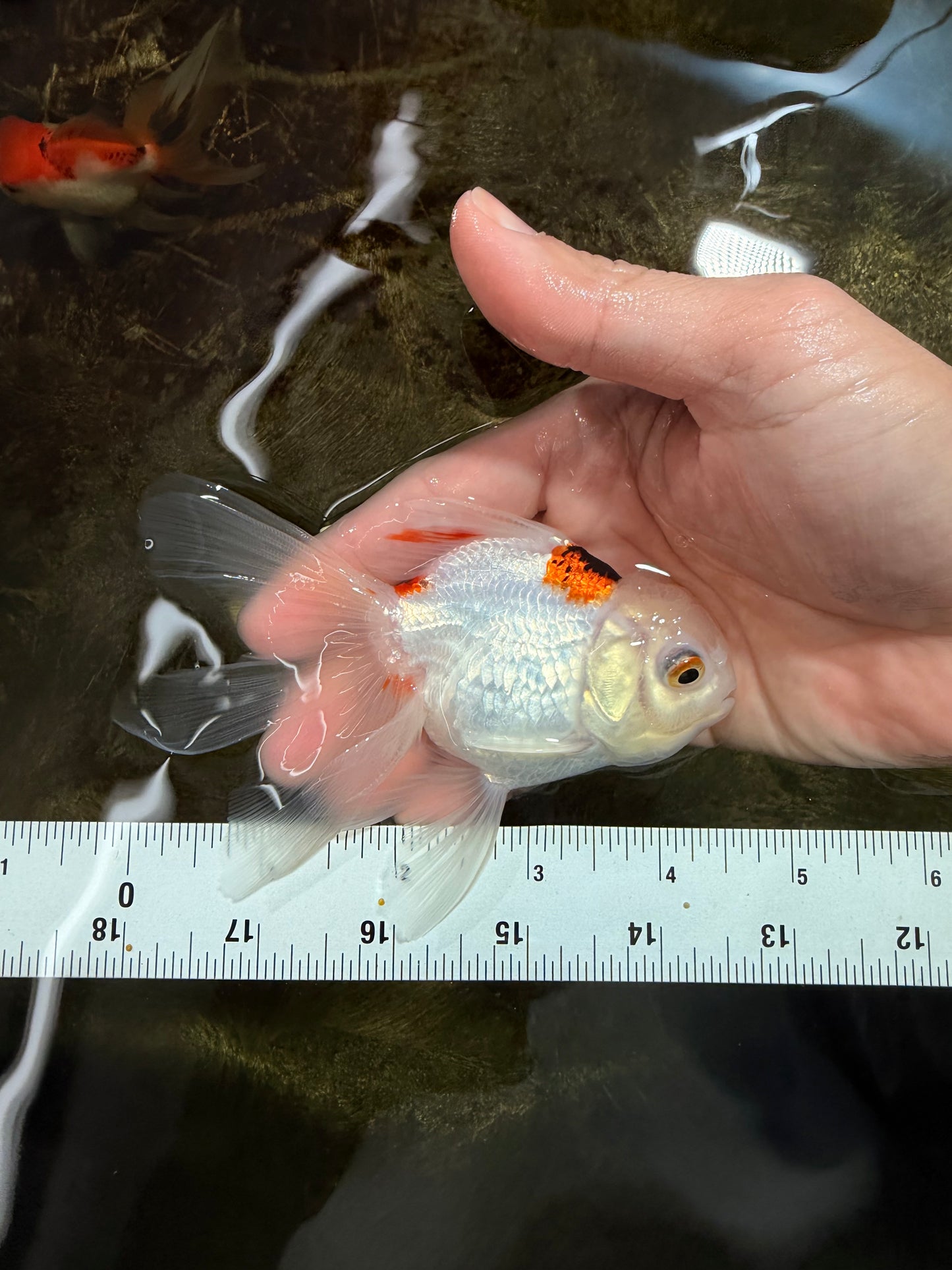 [SINGLE] Tricolor Oranda Female 4.5 inches #112125SO_05