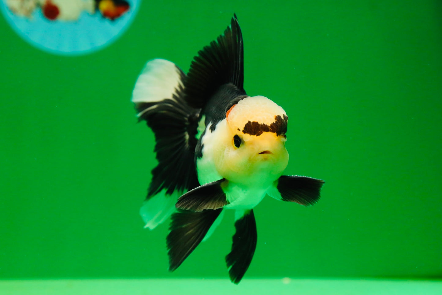 [SINGLE] Panda Male Oranda 4.5 inches #080125SO_09
