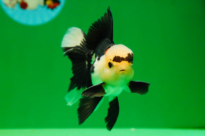 [SINGLE] Panda Male Oranda 4.5 inches #080125SO_09