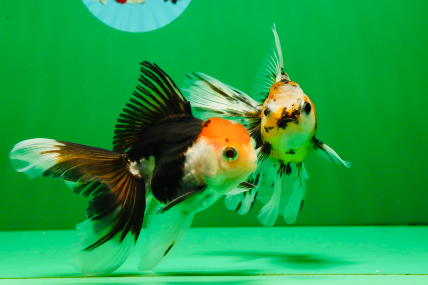 [COUPLE] Tricolor Male & Calico Female Oranda 4-4.5 inches #101025CO_07