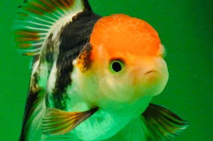 [SINGLE] Tricolor Oranda Male 4-4.5 inches #111425SO_02