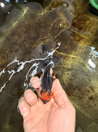 [SINGLE] Tricolor Oranda Male 4 inches #112125SO_04
