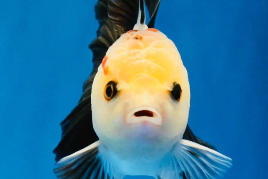 [SINGLE] Tricolor Oranda Male 4 inches #031326SO_06