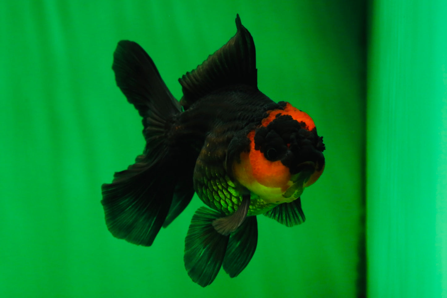 [SINGLE] Apache Oranda Female 4.5 inches #081525SO_07