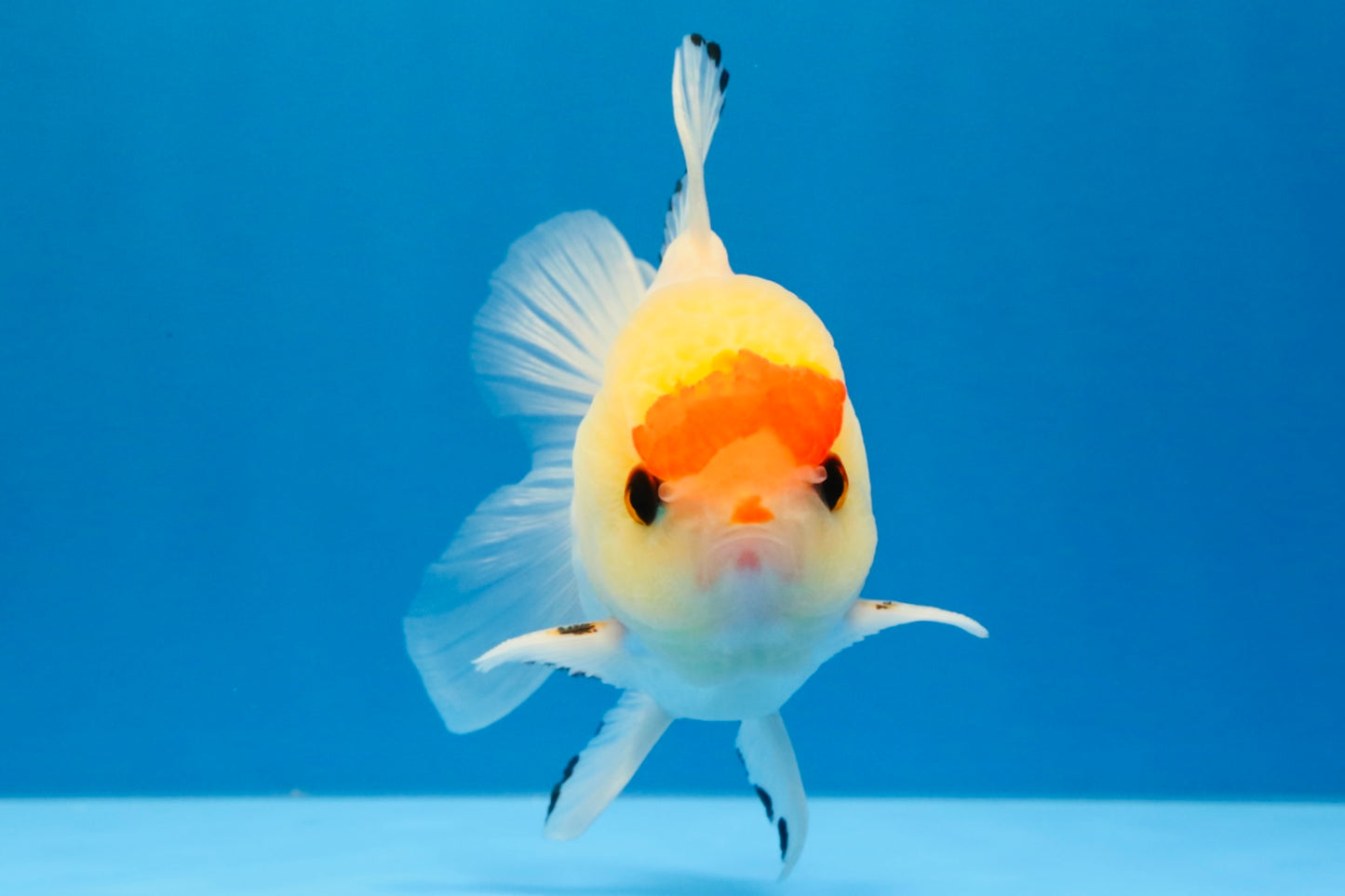 [SINGLE] Red White Oranda Male 4-4.5 inches #041026SO_10