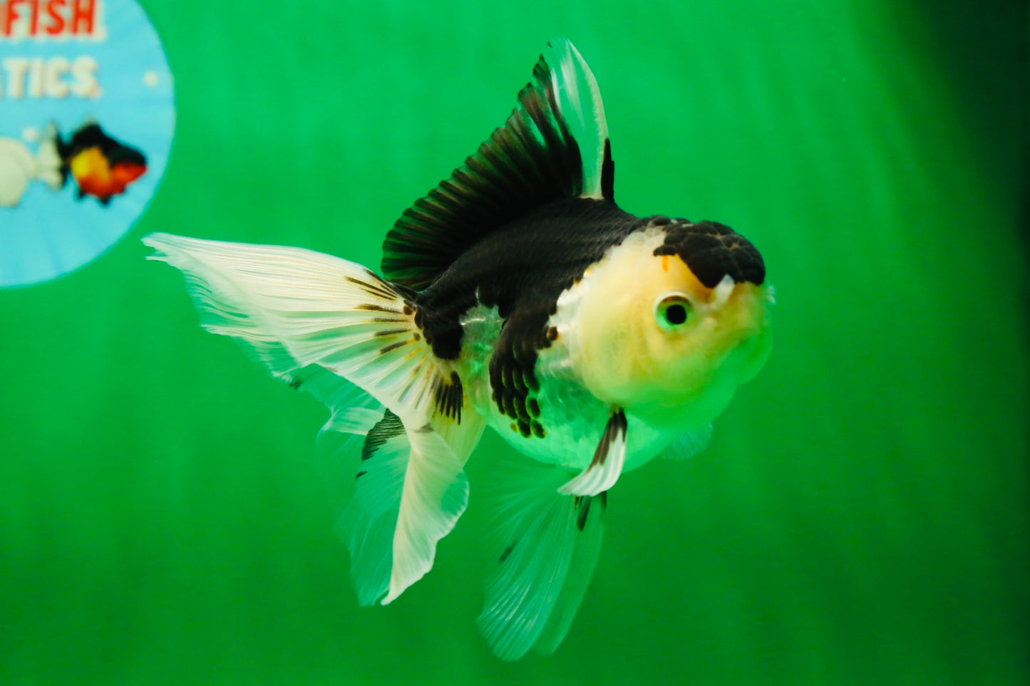 [SINGLE] Panda Oranda Female 4.5 inches #081525SO_11