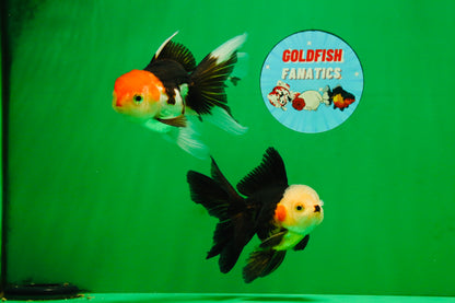 [COUPLE] White Head Male & Red Head Tricolor Female 4-4.5 inches #091925CO_05