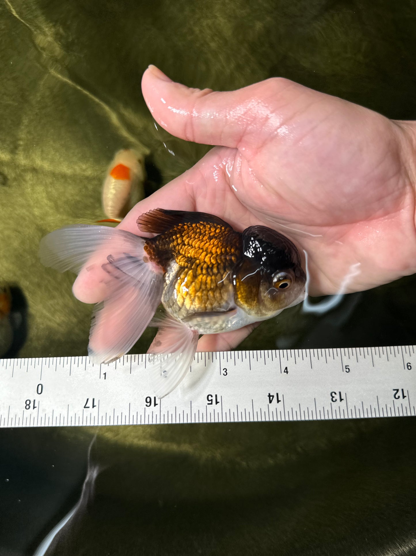 [COUPLE] Tricolor Male & Panda Female Oranda 4-4.5 inches #050225CO_05