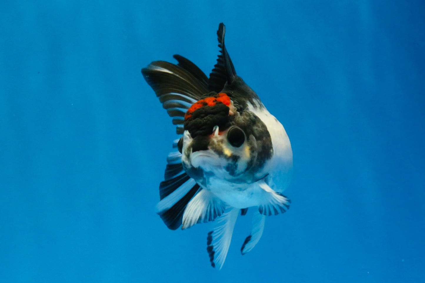 [SINGLE] Tricolor Oranda Male 4 inches #041726SO_03