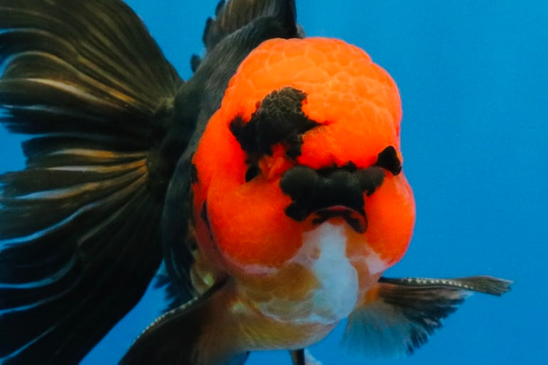[SINGLE] Red Head Apache Oranda Male 4-4.5 inches #030626SO_01