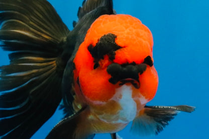 [SINGLE] Red Head Apache Oranda Male 4-4.5 inches #030626SO_01
