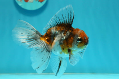 [SINGLE] Calico Oranda Male 4.5 inches #112924SO_14