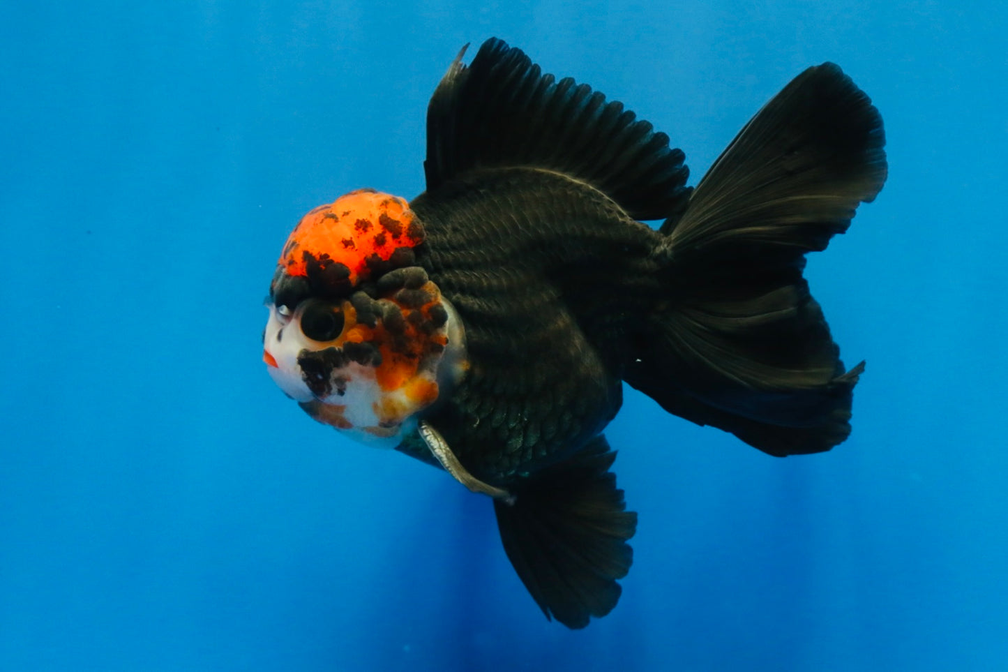 [SINGLE] Tricolor Oranda Male 4.5 inches #022726SO_06