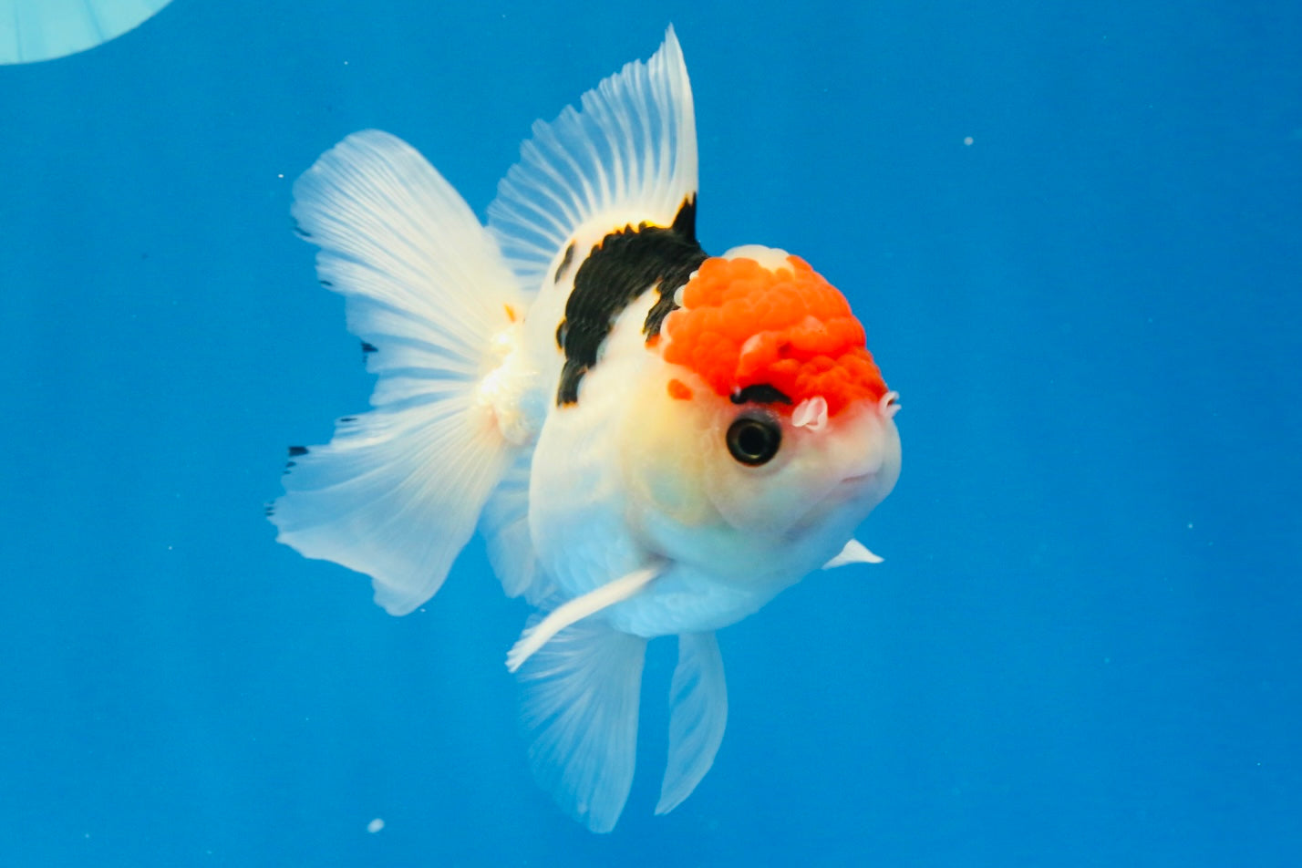 [SINGLE] Tricolor Oranda Male 4.5 inches #022726SO_02
