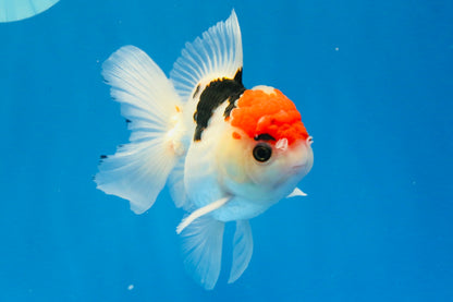 [SINGLE] Tricolor Oranda Male 4.5 inches #022726SO_02