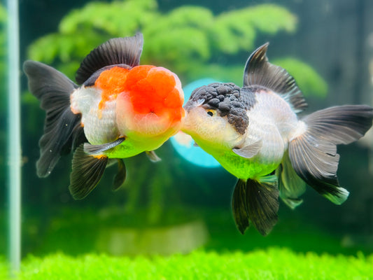 [COUPLE] Kissing Panda & Tricolor Oranda size 4.5 inches #111524CO_14