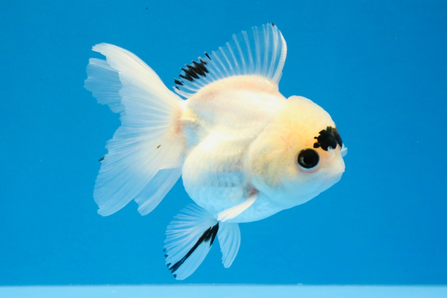 [SINGLE] Panda Button Eyes Oranda Female 4-4.5 inches #031326SO_03