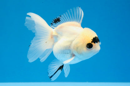 [SINGLE] Panda Button Eyes Oranda Female 4-4.5 inches #031326SO_03