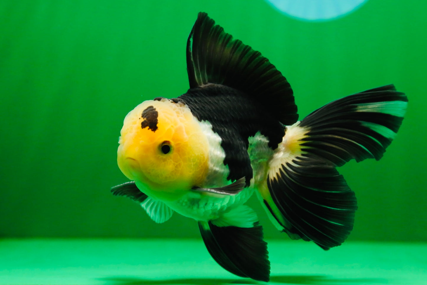 [SINGLE] Panda Oranda Male 4.5 inches #081525SO_03