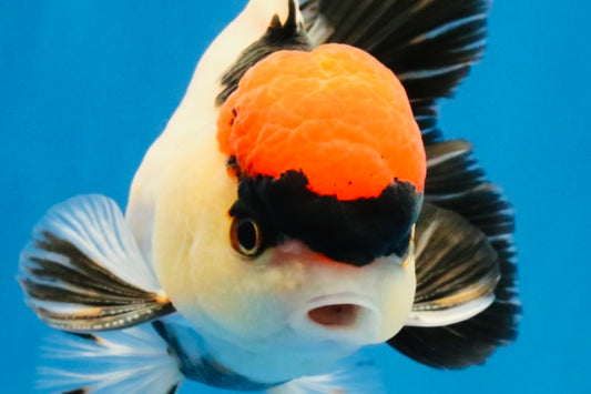 [SINGLE] Tancho Tricolor Oranda Male 4-4.5 inches #031326SO_05