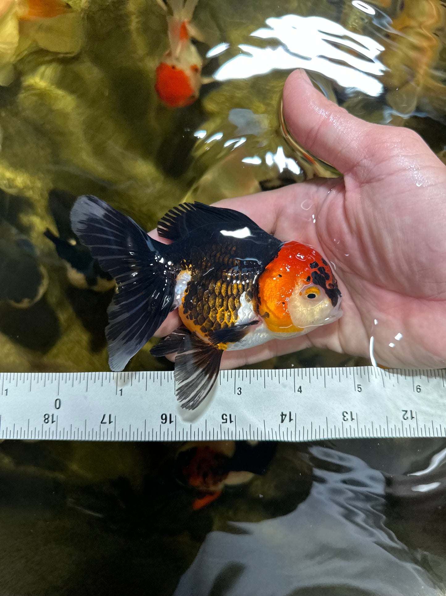 [COUPLE] Red Head Male & Tricolor Female Oranda 4.5 inches #051625CO_10
