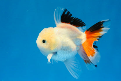 [SINGLE] Tricolor Oranda Male 4 inches #032026SO_05