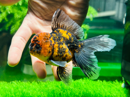 [SINGLE] Tiger Oranda Male size 4.2 inches #112224SO_04