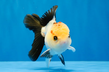 [SINGLE] Tricolor Oranda Male 4 inches #031326SO_06