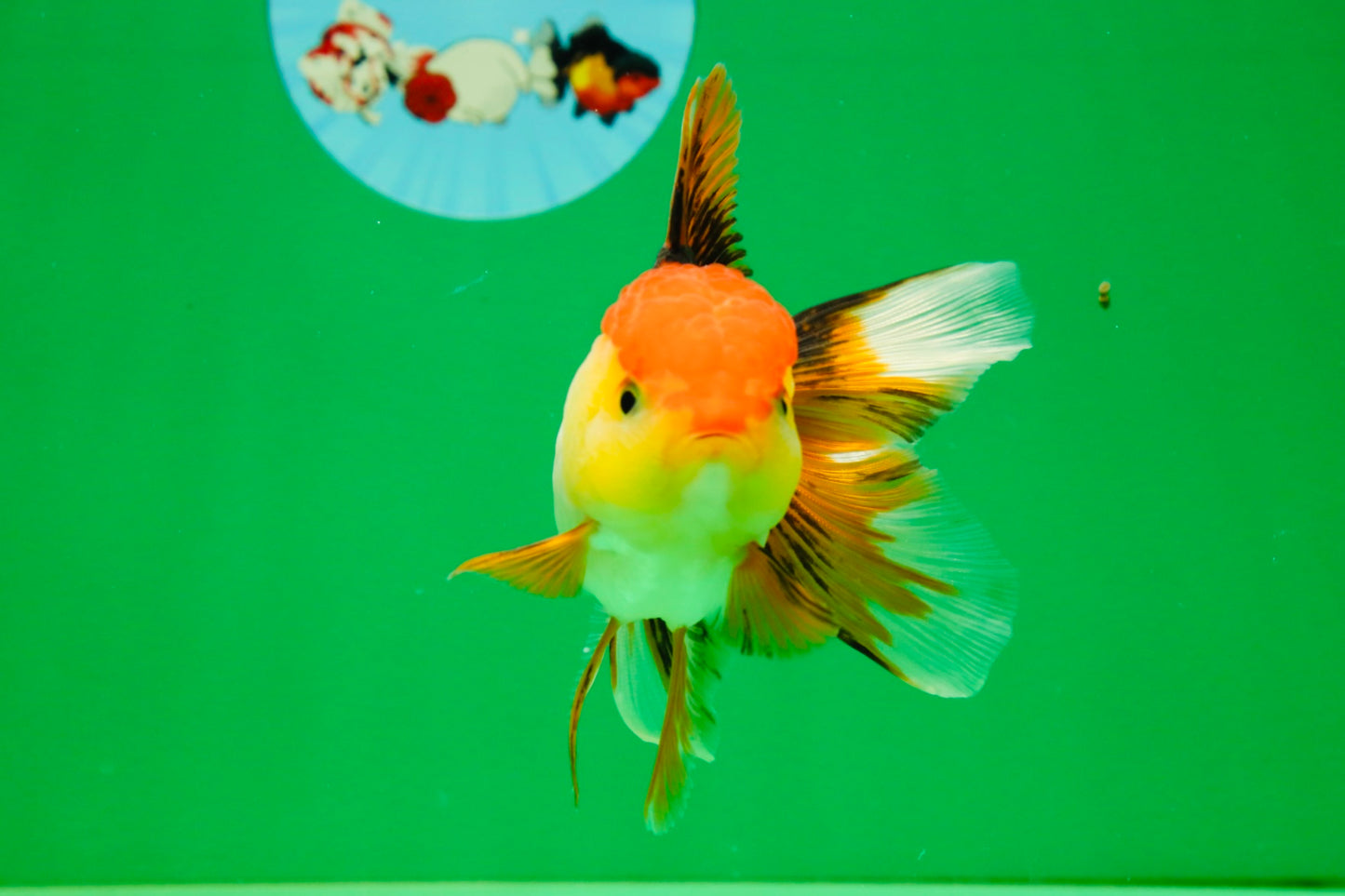 [SINGLE] Tricolor Female 4.5 inches #101725SO_01