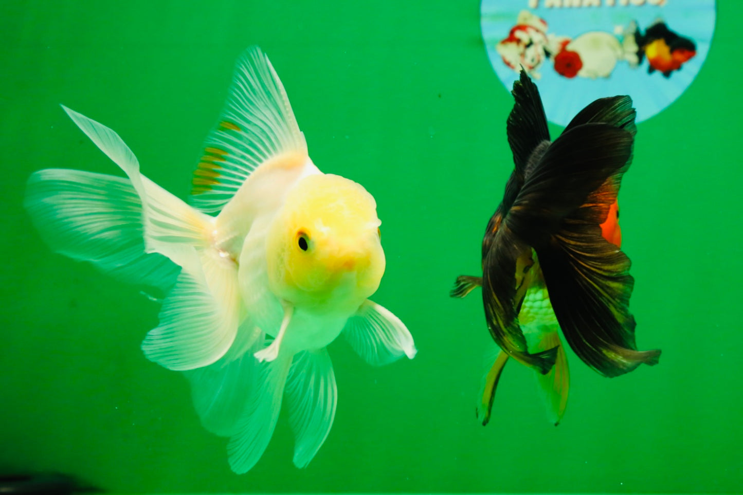 [COUPLE] White Male & Apache Female Oranda 4-4.5 inches #101025CO_04