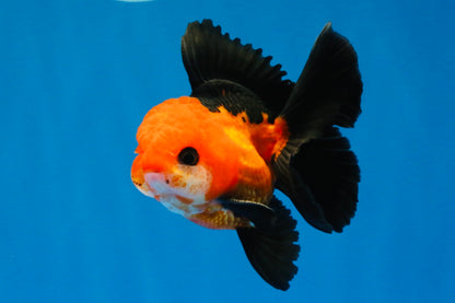 [SINGLE] Apache Oranda Male 4 inches #022726SO_08