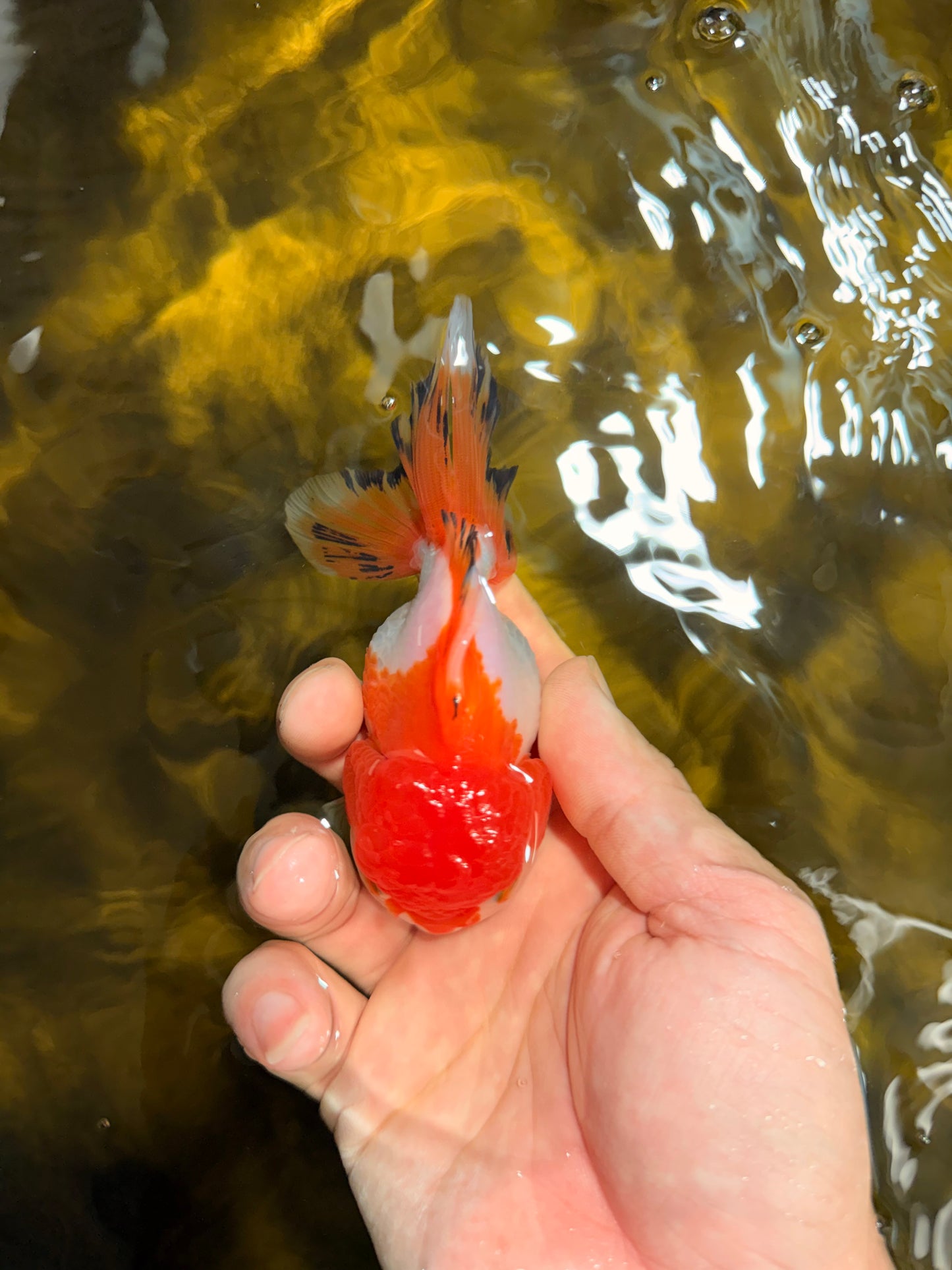 [SINGLE] Orange White Deform Single Bottom Fin Oranda Female 4-4.5 inches #030626SO_08