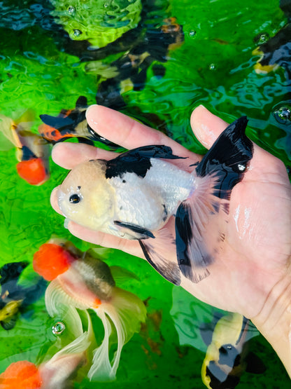 [SINGLE] Panda Button Eyes Oranda Male size 4.5 inches #112224SO_07